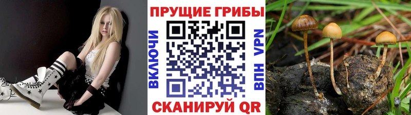 даркнет сайт  Нововоронеж  Псилоцибиновые грибы Cubensis 